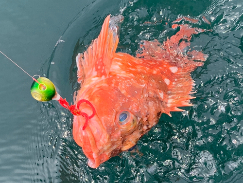 ウッカリカサゴの釣果