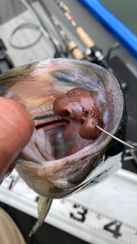 ラージマウスバスの釣果