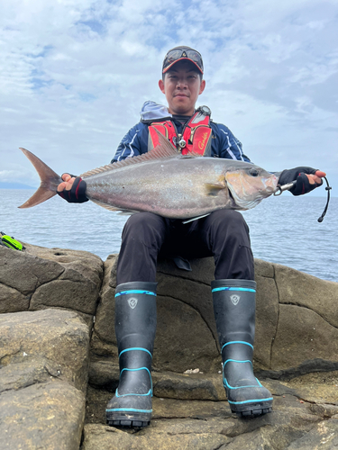 カンパチの釣果