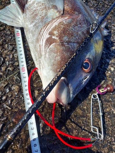 コショウダイの釣果