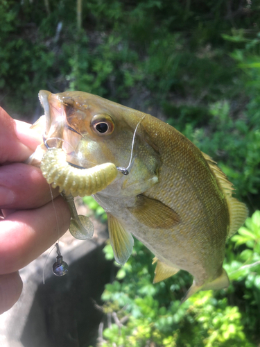 スモールマウスバスの釣果