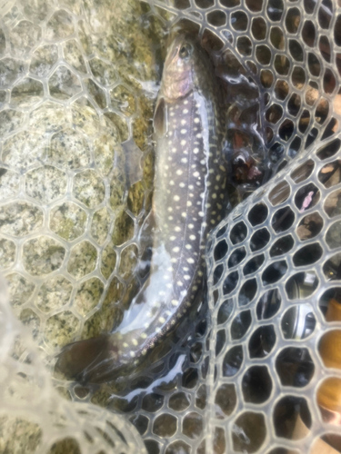 イワナの釣果