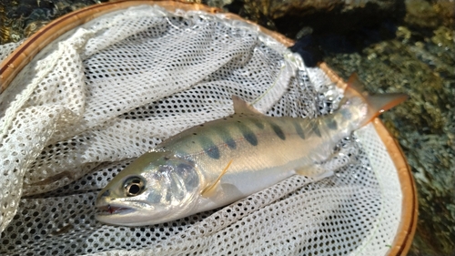 アマゴの釣果