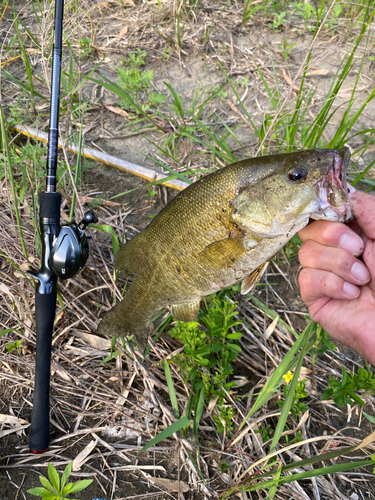 スモールマウスバスの釣果