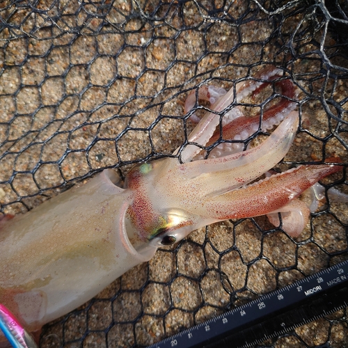 ケンサキイカの釣果