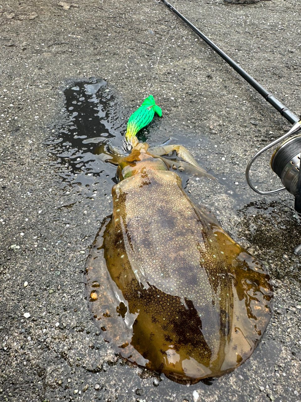 シノサトさんの釣果 1枚目の画像