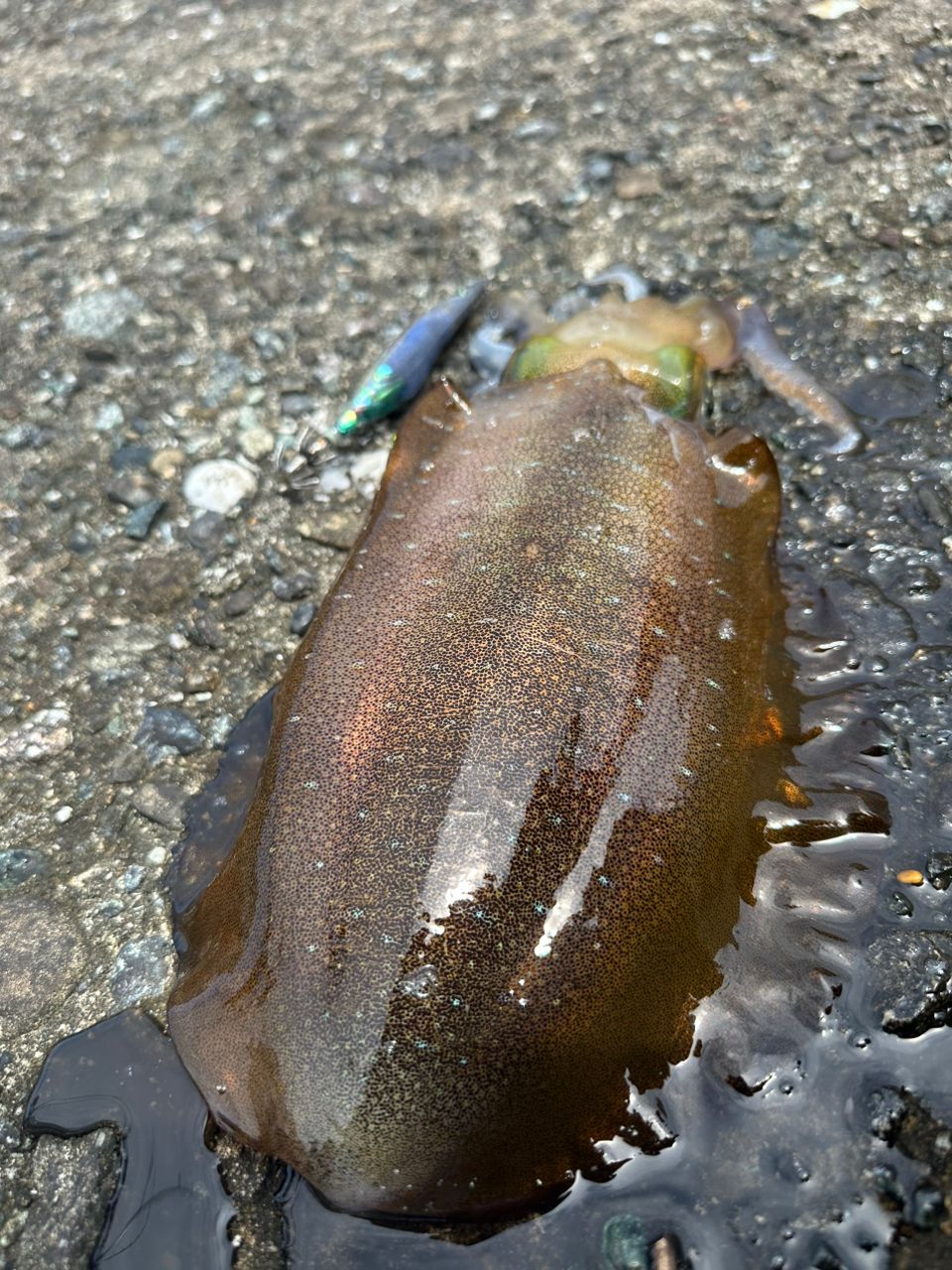 シノサトさんの釣果 2枚目の画像