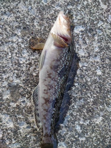 アイナメの釣果