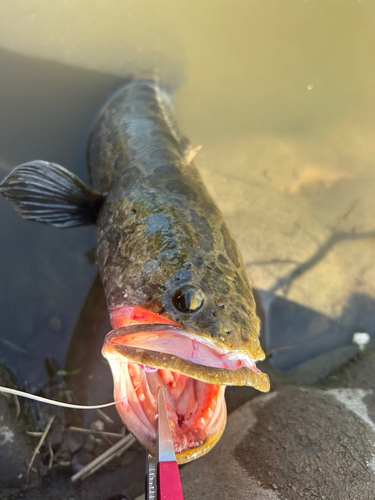 ライギョの釣果