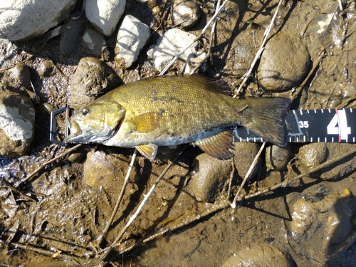 スモールマウスバスの釣果