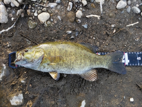 スモールマウスバスの釣果