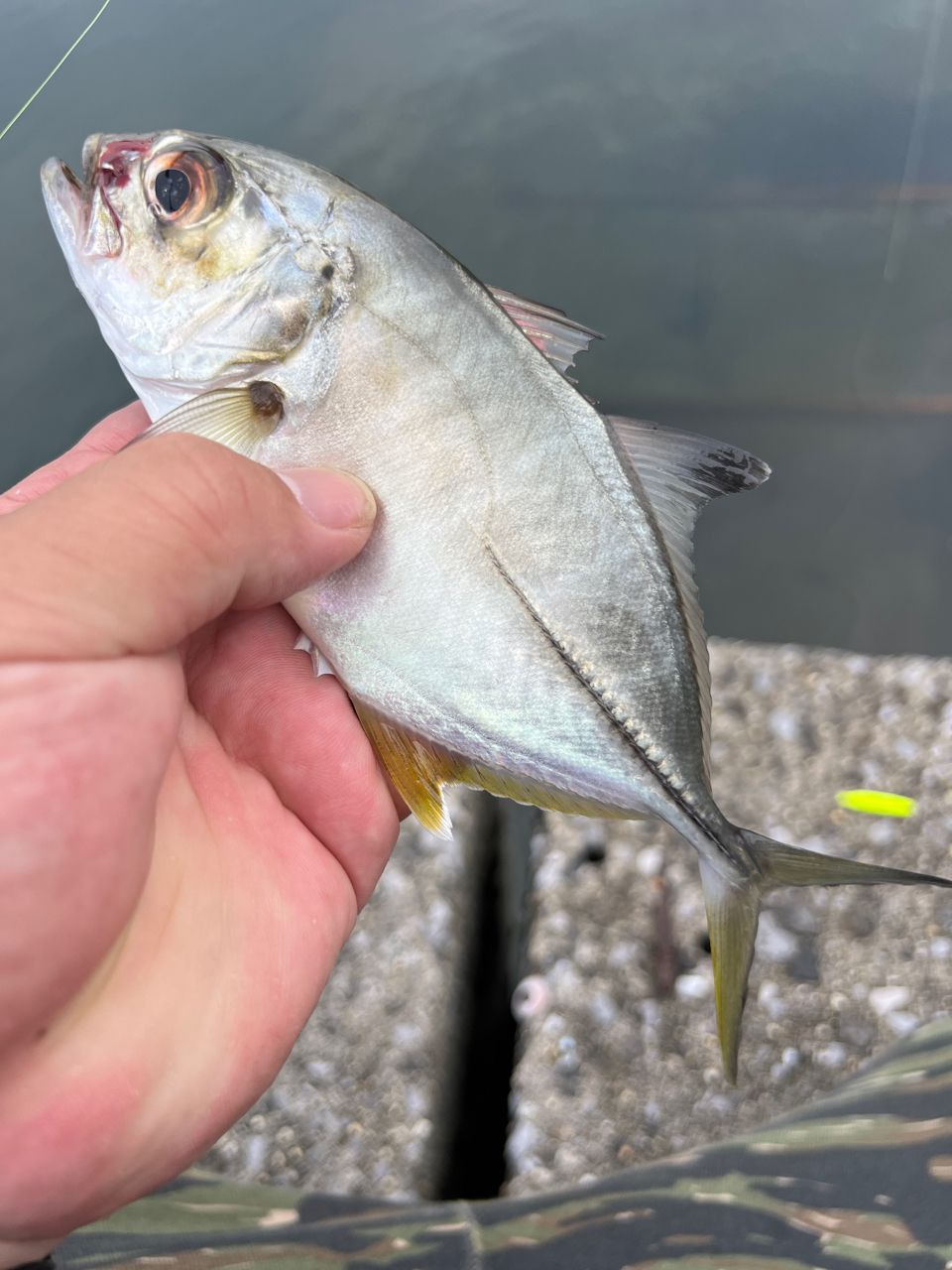 ビューティーさんの釣果 1枚目の画像