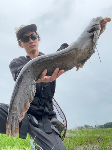 マナマズの釣果