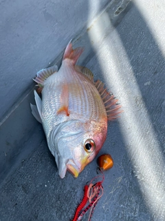 レンコダイの釣果