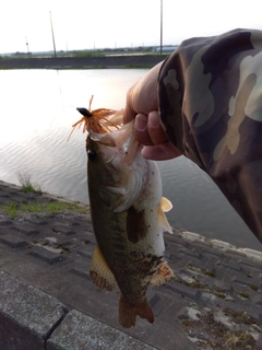 ラージマウスバスの釣果