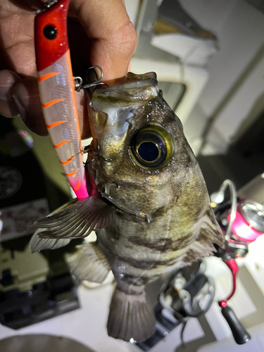 シロメバルの釣果