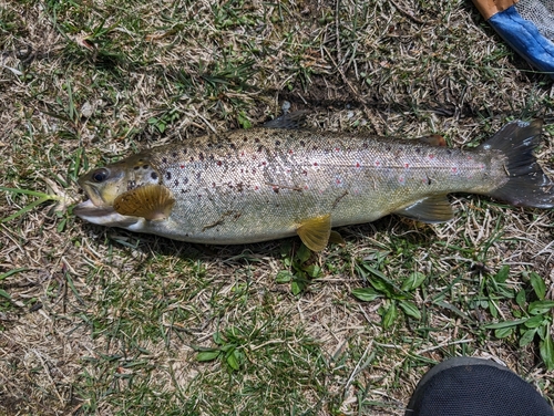 ブラウントラウトの釣果