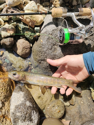 イワナの釣果