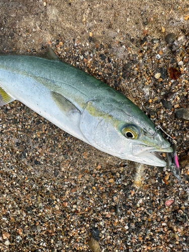 フクラギの釣果