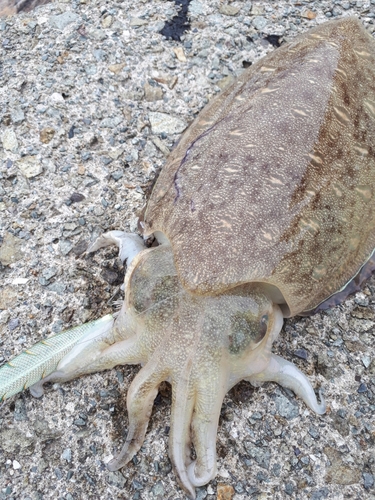 イカの釣果