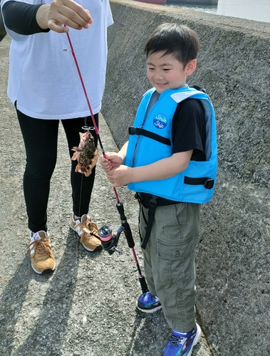 アラカブの釣果