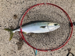 ハマチの釣果