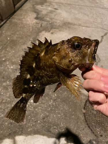 カサゴの釣果