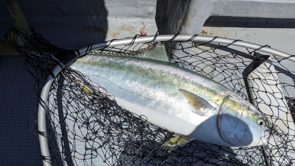 🎣みやもん🎣さんの釣果 2枚目の画像