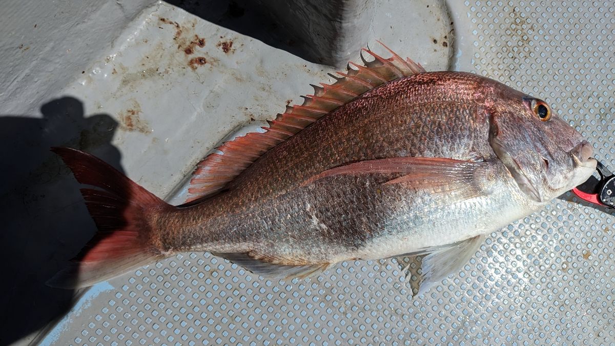 🎣みやもん🎣さんの釣果 3枚目の画像