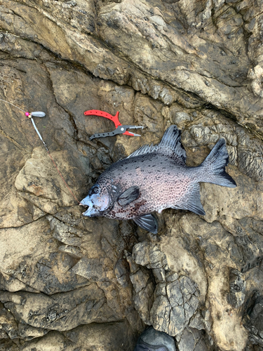 イシガキダイの釣果