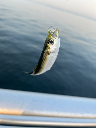 サッパの釣果