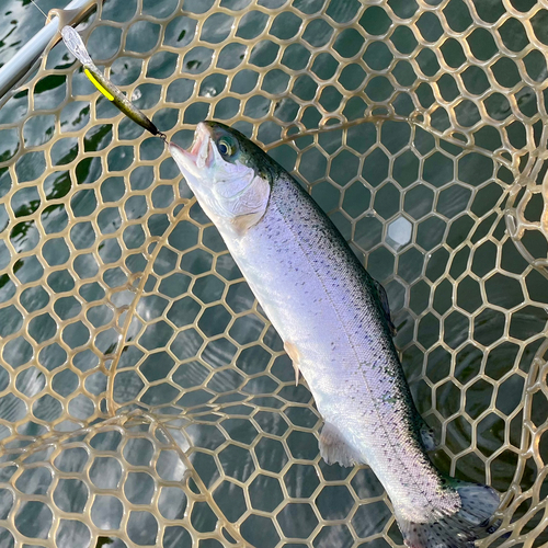 ニジマスの釣果