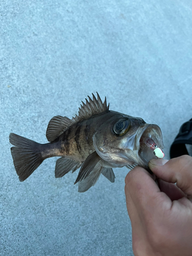 シロメバルの釣果