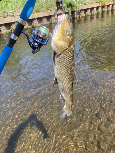 ニゴイの釣果