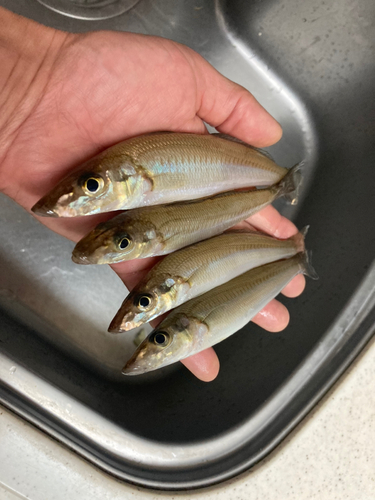 シロギスの釣果