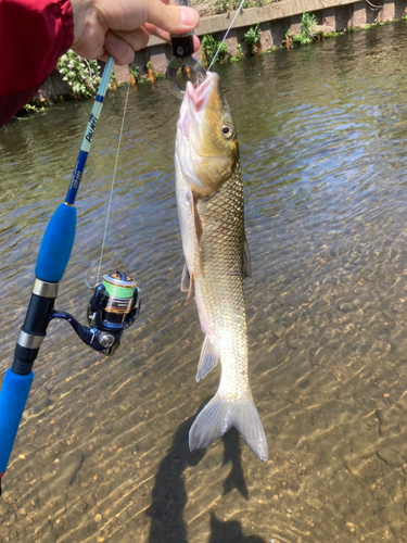 ニゴイの釣果