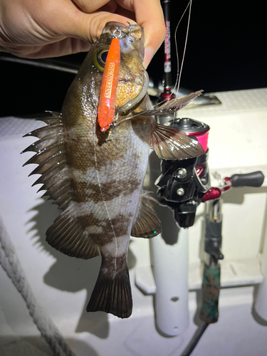 シロメバルの釣果