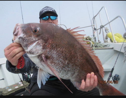 マダイの釣果