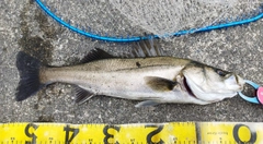 シーバスの釣果