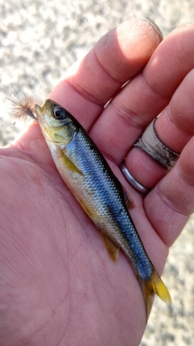 カワムツの釣果