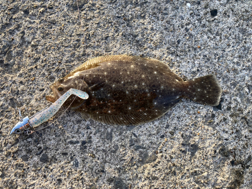 ソゲの釣果