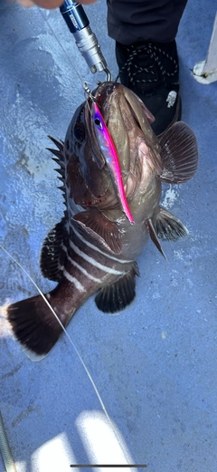 マハタの釣果