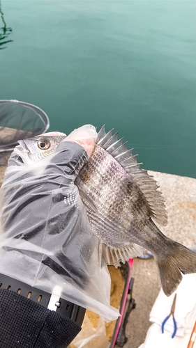 チヌの釣果