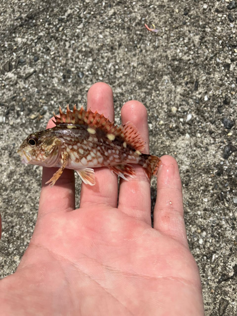 サヨリ
