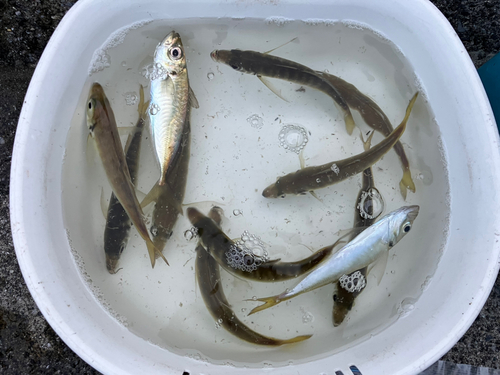 アジの釣果