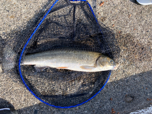 マルタウグイの釣果