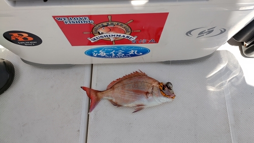 マダイの釣果