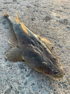 マゴチの釣果