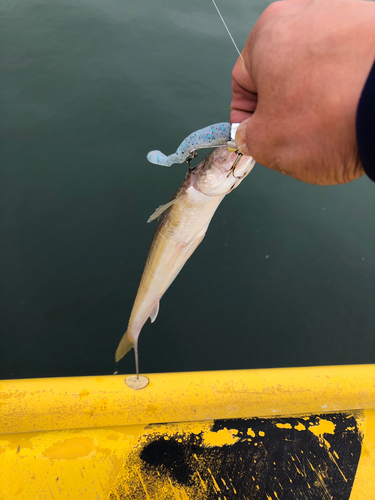 エソの釣果