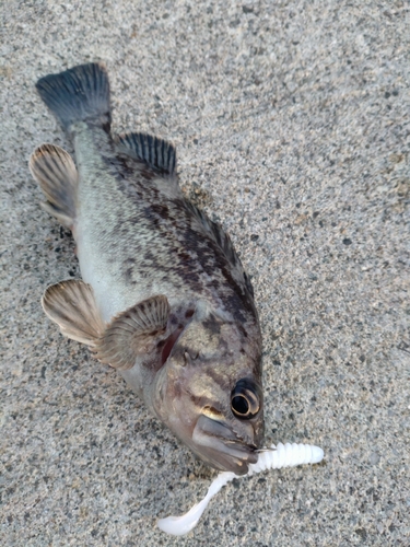 クロソイの釣果